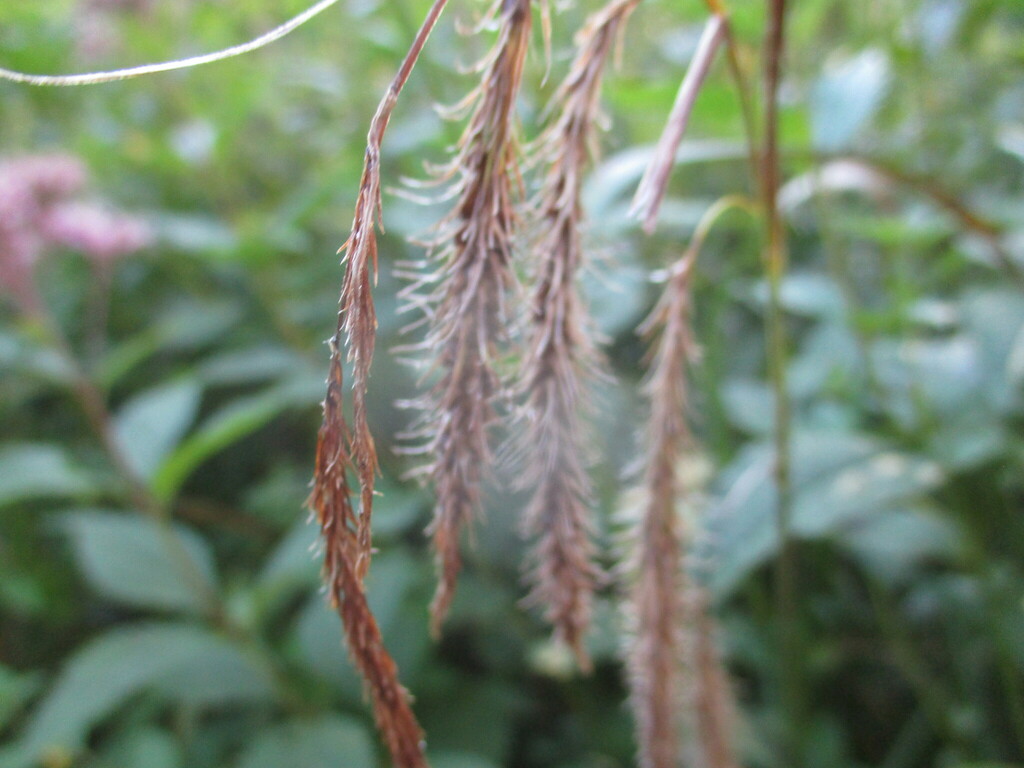 Carex crinita var. crinita — fruit photograph