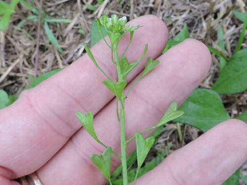 Capsella bursa-pastoris — fruit photograph