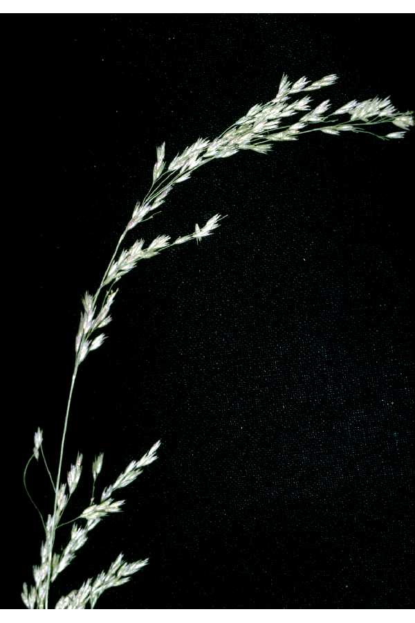 Cinna latifolia — bloom photograph
