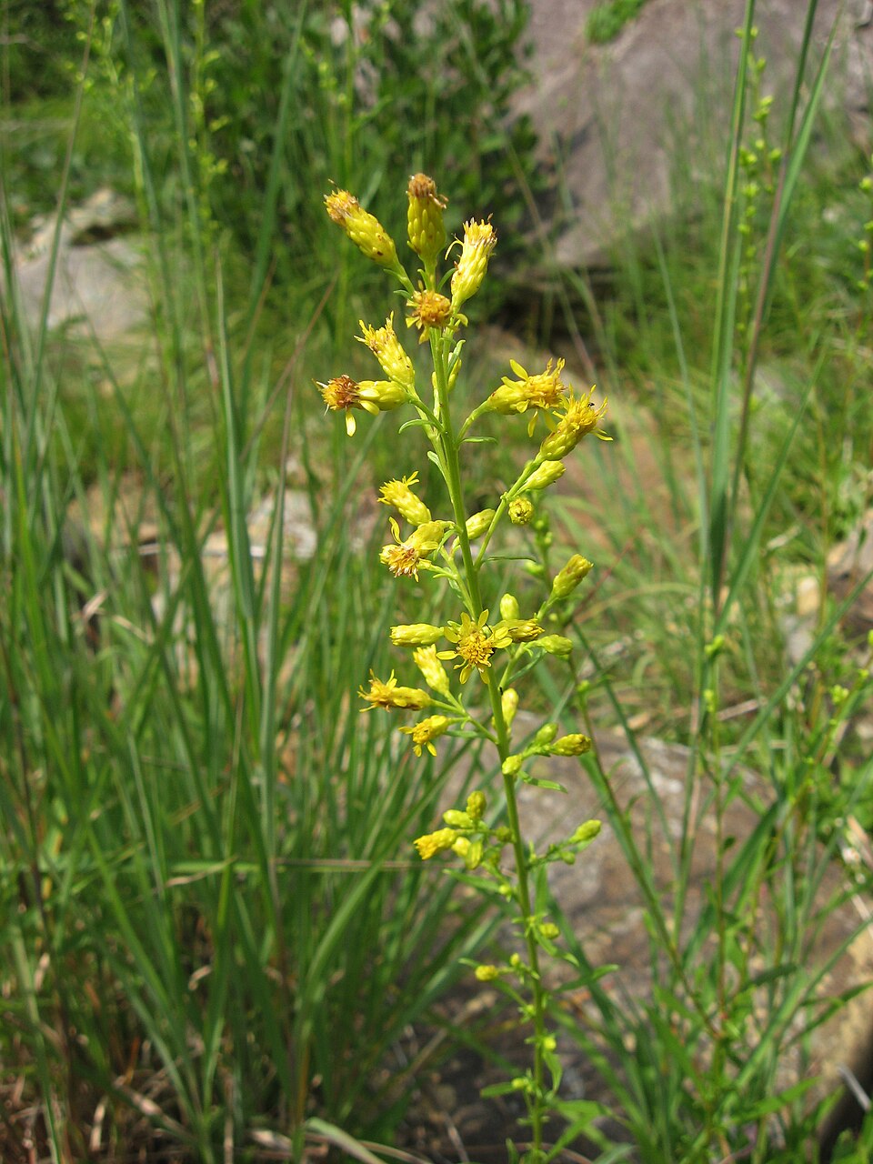 Solidago arenicola — flower photograph