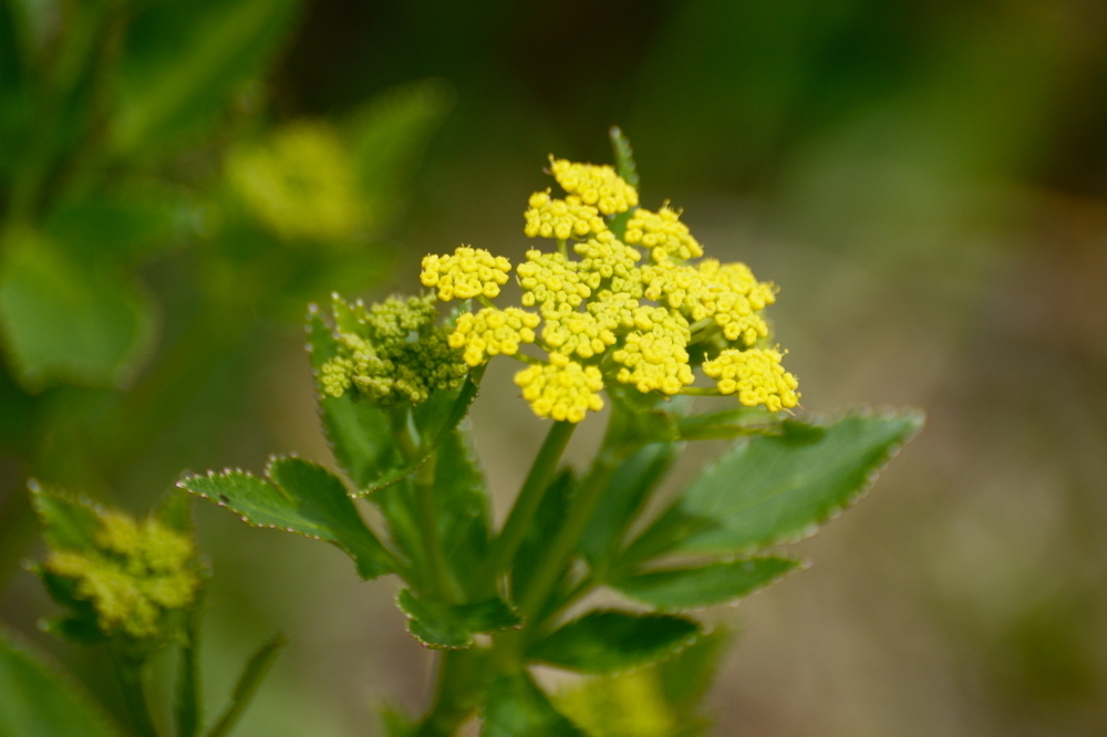 Zizia aptera — bloom photograph