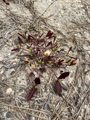Euphorbia ipecacuanhae photograph