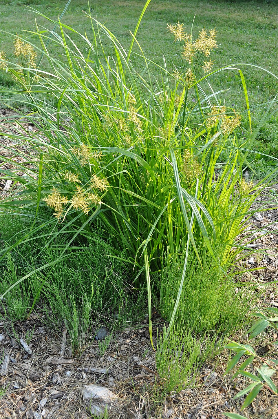 Cyperus esculentus — whole photograph