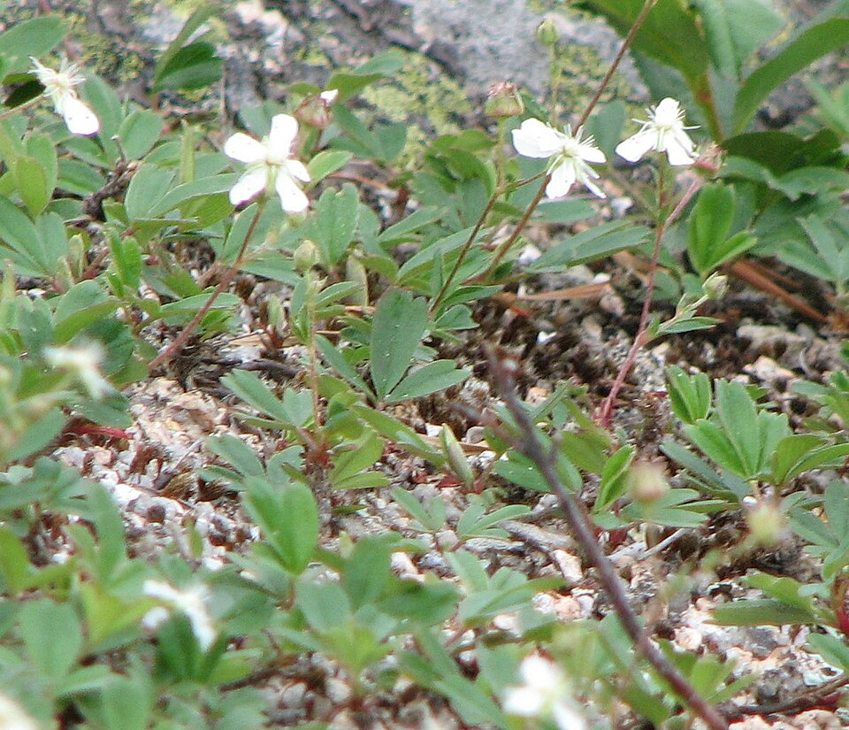Sibbaldiopsis tridentata — whole photograph