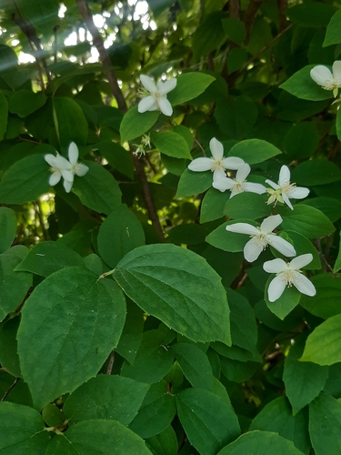 Philadelphus coronarius — flower photograph