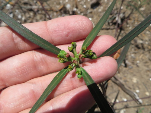 Euphorbia cyathophora — flower photograph