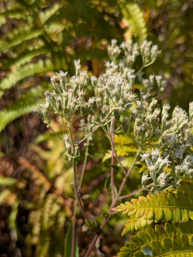 Eupatorium pilosum — bloom photograph