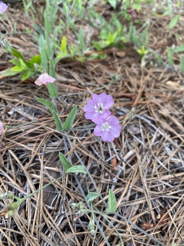 Stylisma aquatica — flower photograph