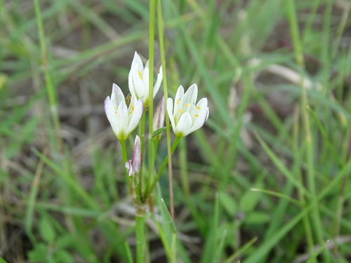 Nothoscordum gracile — flower photograph