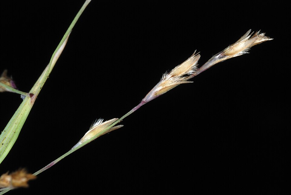 Triplasis purpurea — flower photograph