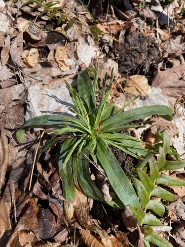 Carex platyphylla — foliage photograph