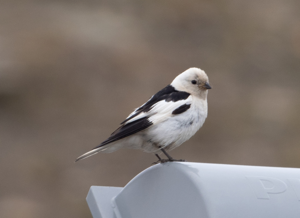 Male Snow Bunting, whole bird