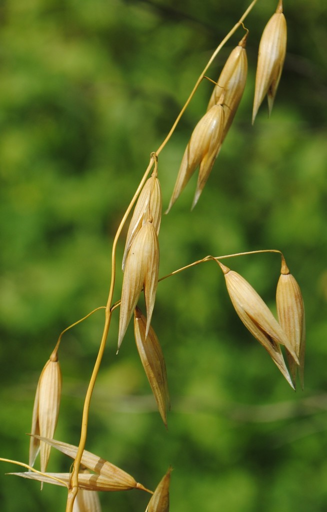 Avena sativa — fruit photograph