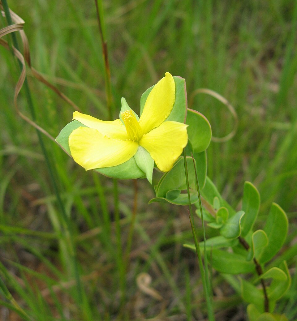Hypericum crux-andreae — bloom photograph