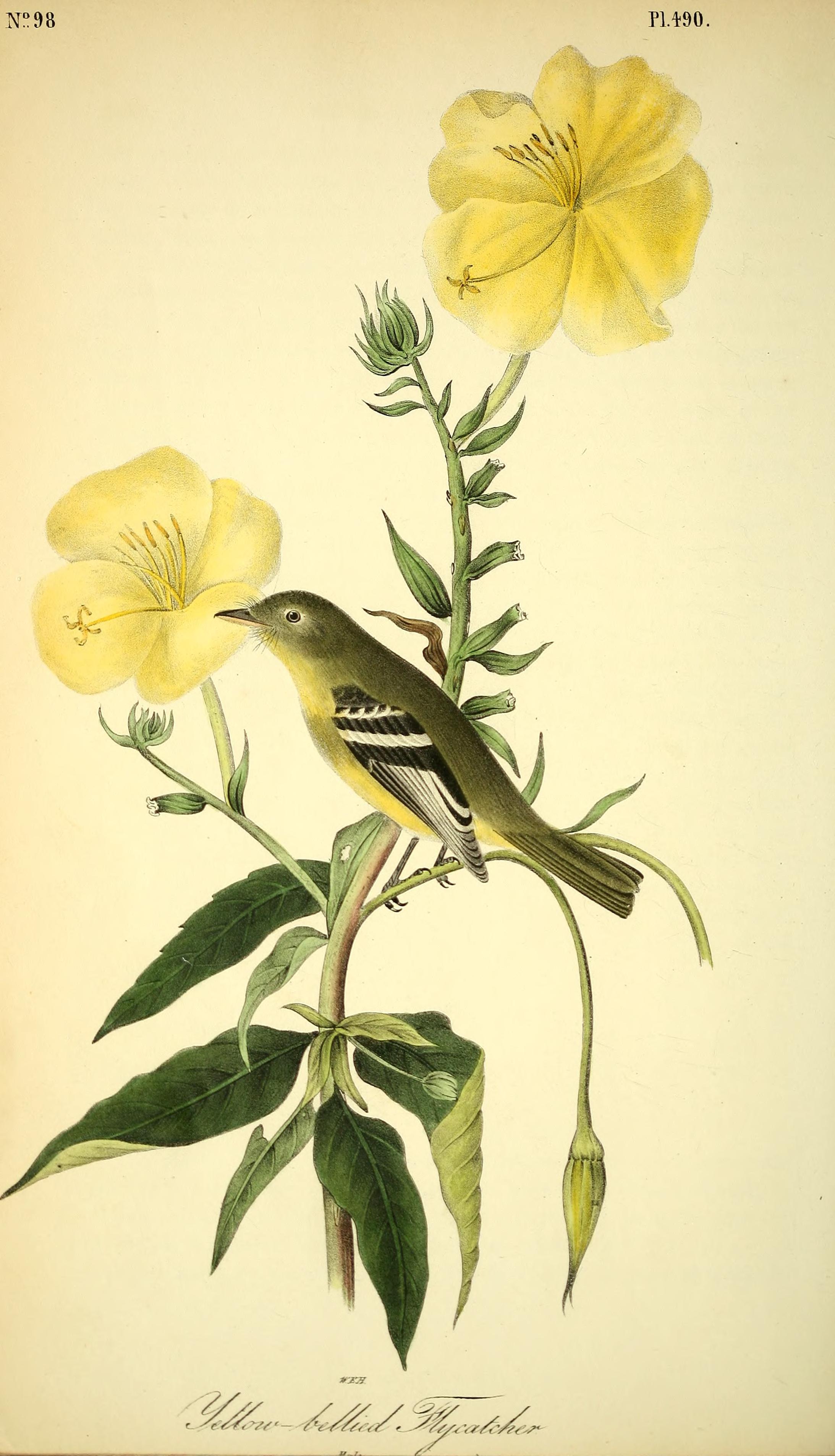 Hand-coloured plate of the Yellow-bellied Flycatcher by John James Audubon, The Birds of America (octavo), Octavo plate 490