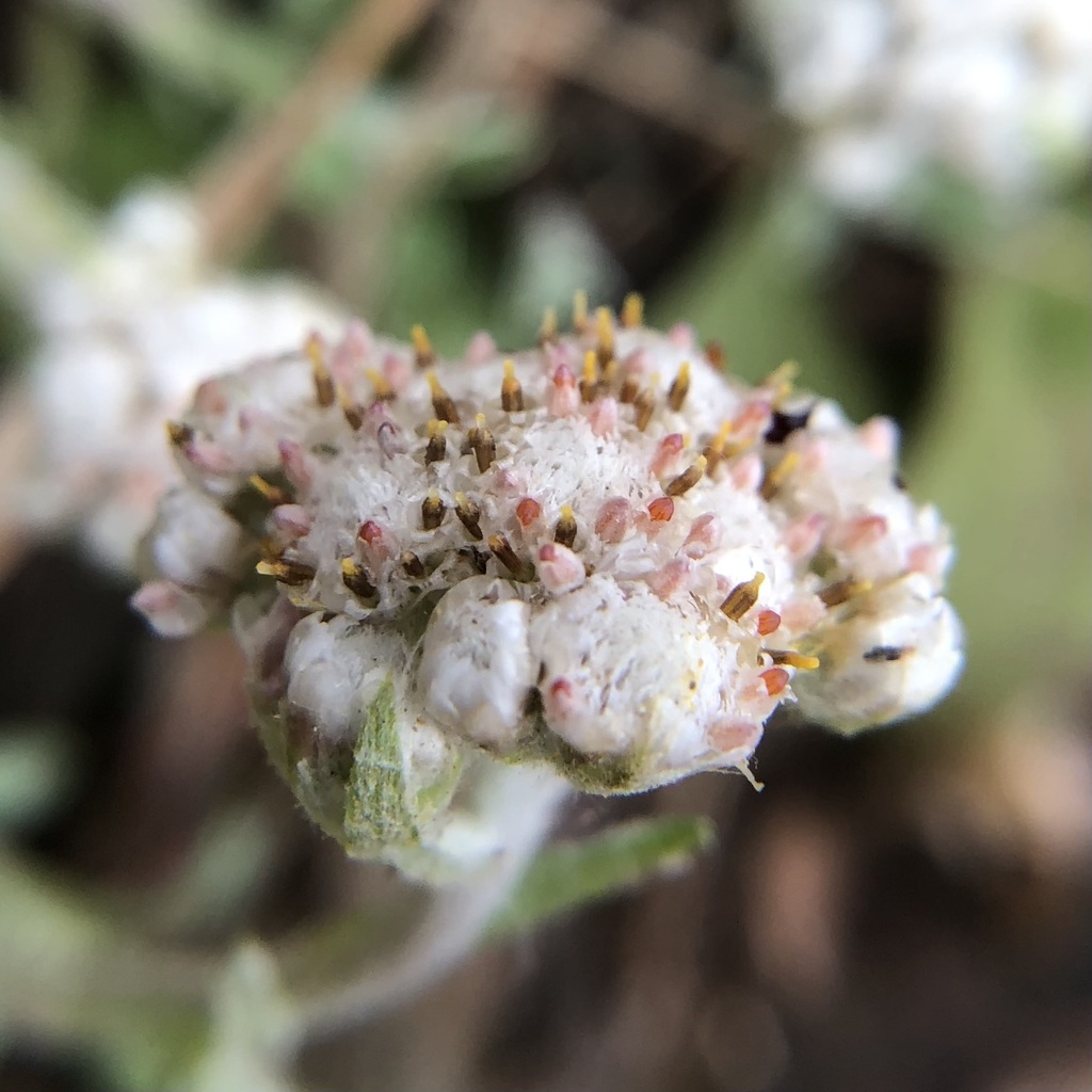 Antennaria plantaginifolia — bloom photograph