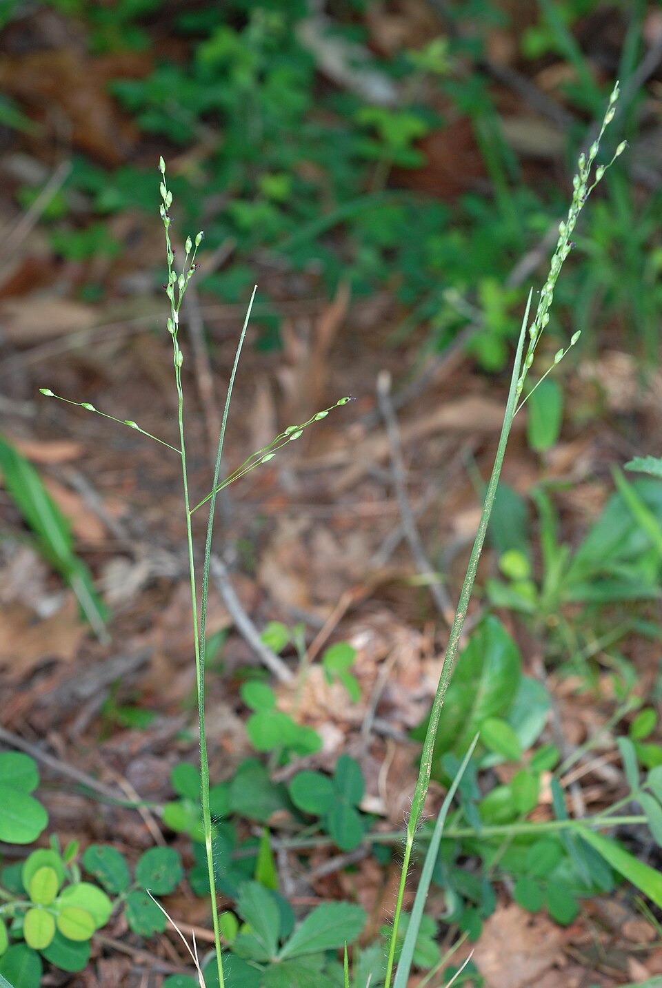 Dichanthelium depauperatum — whole photograph