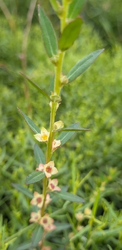 Ludwigia alata — flower photograph