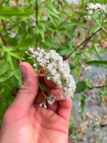 Eupatorium serotinum — bloom photograph