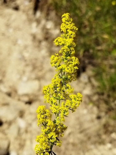 Galium verum — flower photograph
