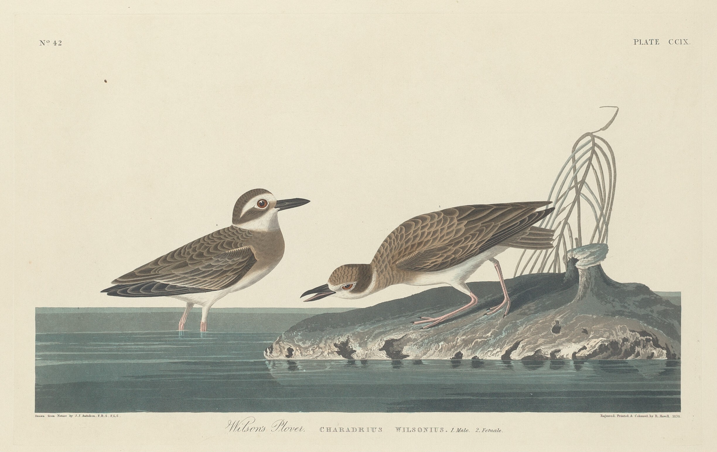 Hand-coloured plate of the Wilson's Plover by John James Audubon, The Birds of America, Havell plate 209