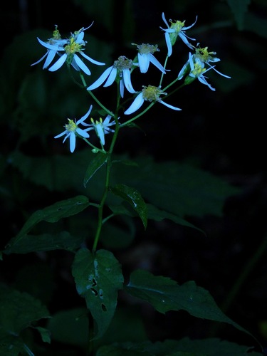 Eurybia chlorolepis photograph