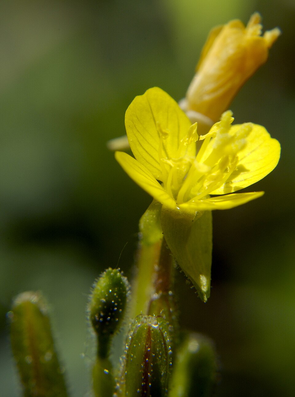 Oenothera perennis — bloom photograph