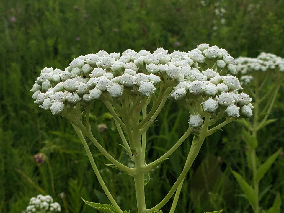 Parthenium integrifolium — bloom photograph