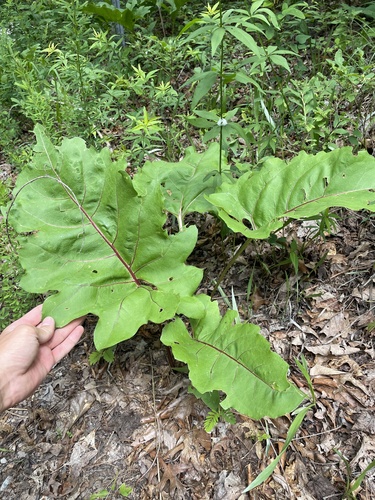 Silphium compositum — foliage photograph