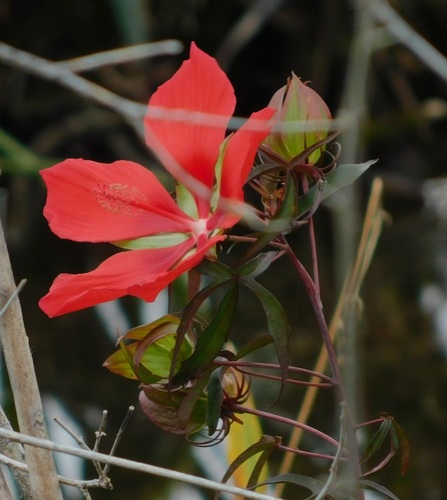 Hibiscus coccineus — flower photograph