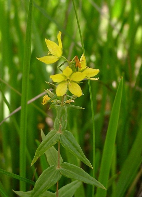 Lysimachia asperulifolia — bloom photograph