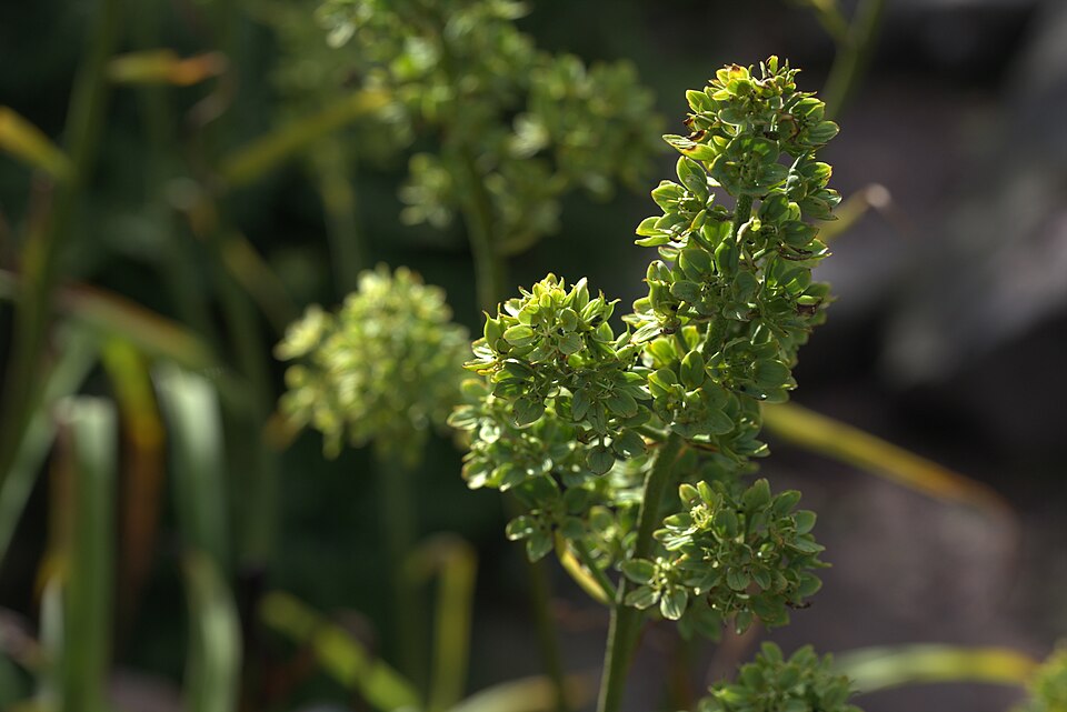 Melanthium virginicum — bloom photograph