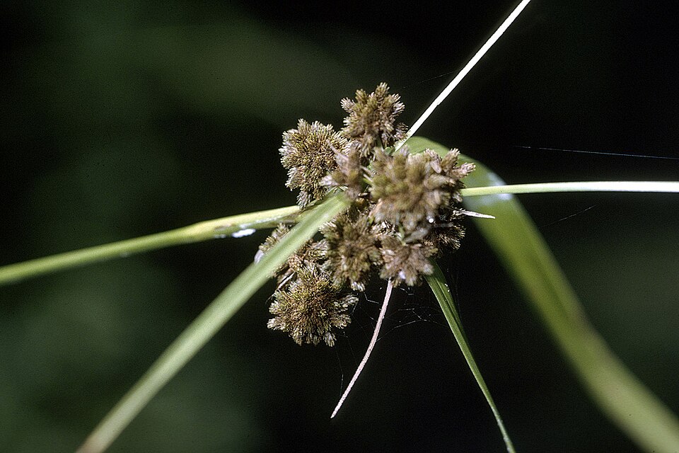 Scirpus georgianus — fruit photograph
