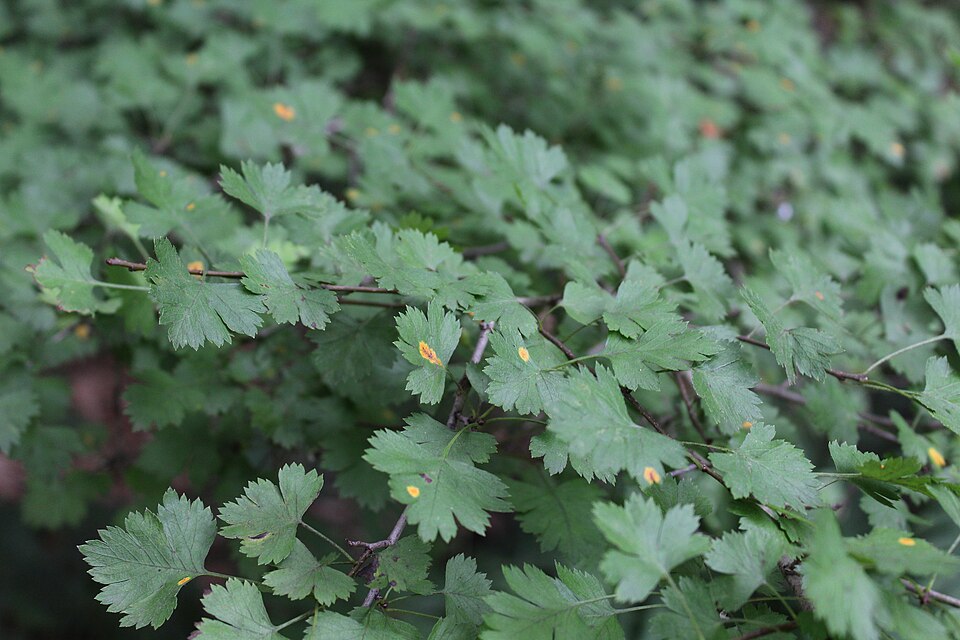 Crataegus marshallii — foliage photograph