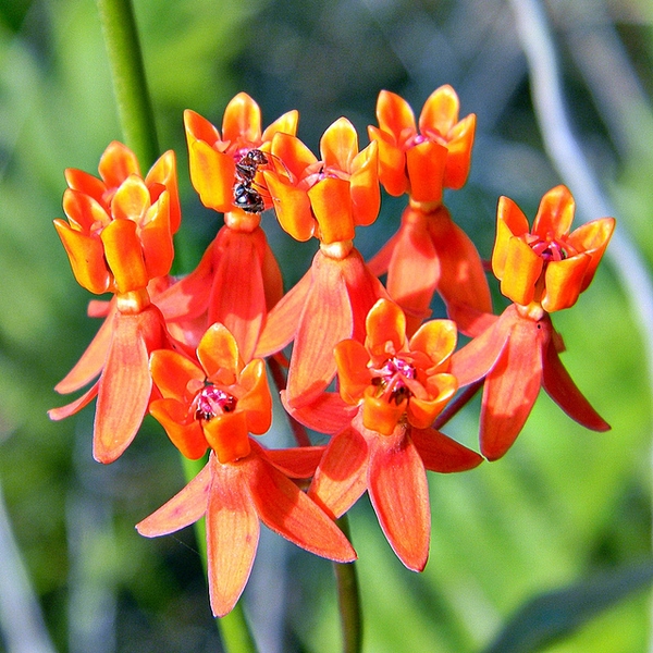 Asclepias lanceolata — bloom photograph