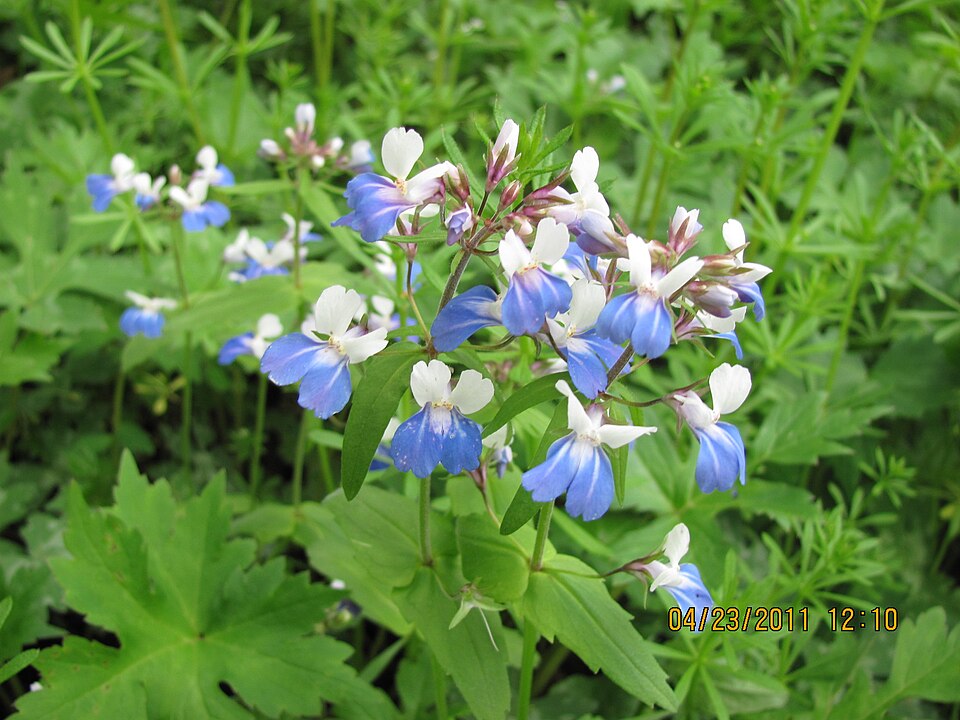 Collinsia verna — flower photograph