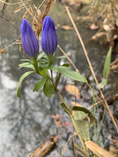 Gentiana saponaria — whole plant photograph