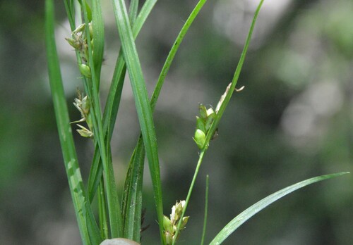 Carex corrugata photograph