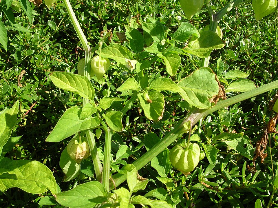 Physalis angulata — fruit photograph