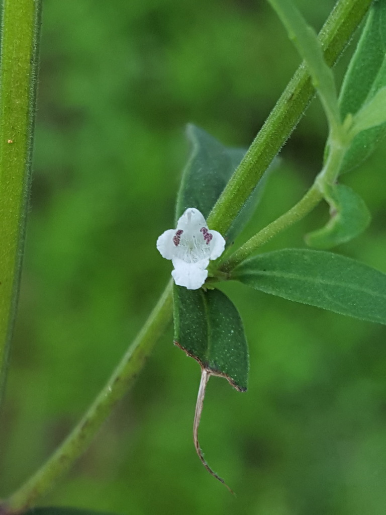 Lycopus angustifolius — bloom photograph
