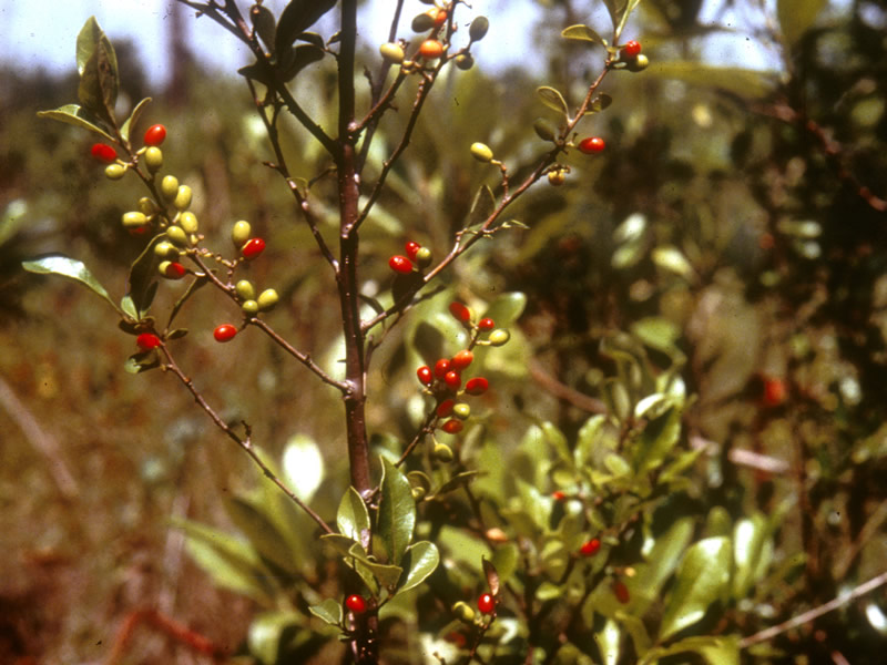 Lindera subcoriacea — fruit photograph