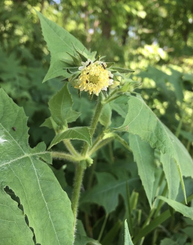 Polymnia canadensis — flower photograph