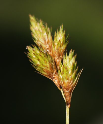 Carex scoparia photograph