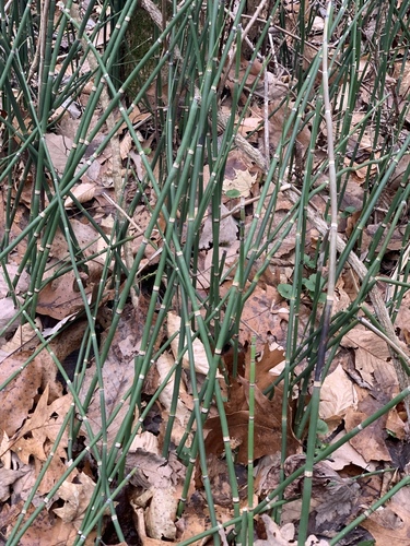Equisetum hyemale — whole plant photograph