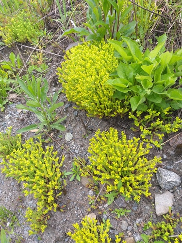 Sedum acre — flower photograph
