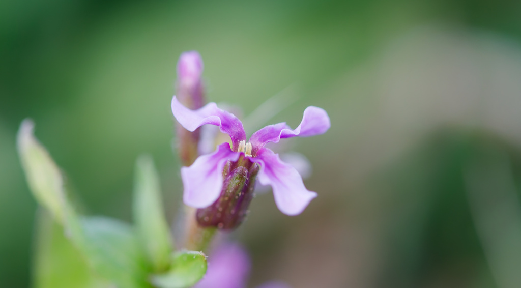 Chorispora tenella — bloom photograph