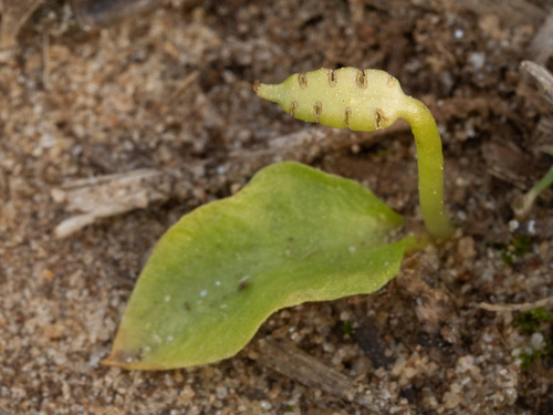 Ophioglossum crotalophoroides — whole photograph