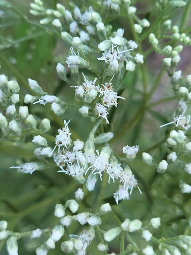 Eupatorium torreyanum — flower photograph