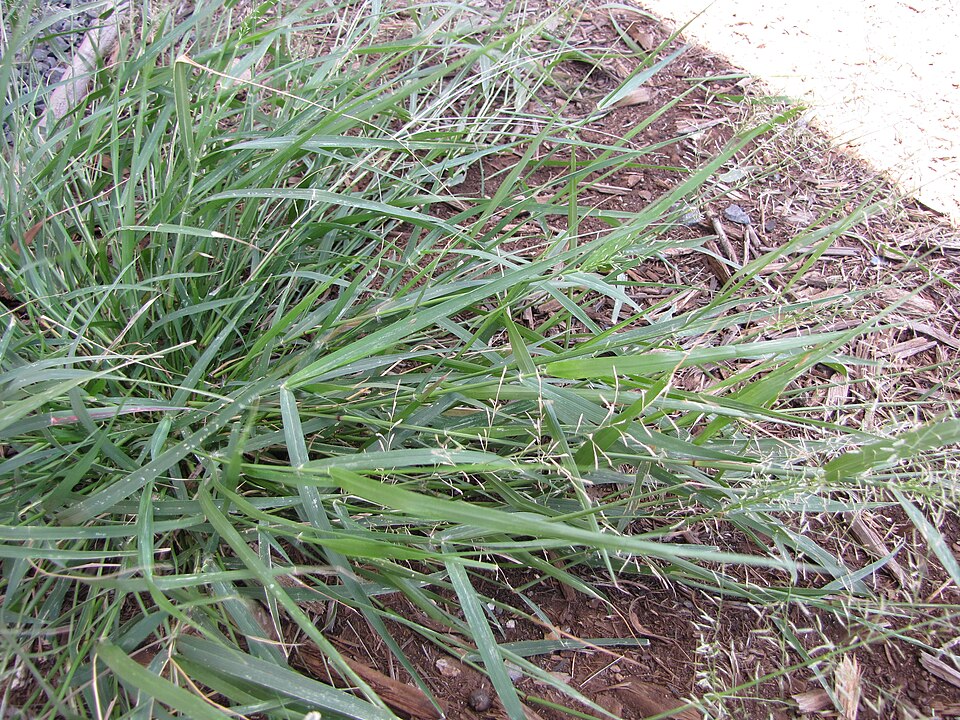 Eragrostis pectinacea — whole photograph