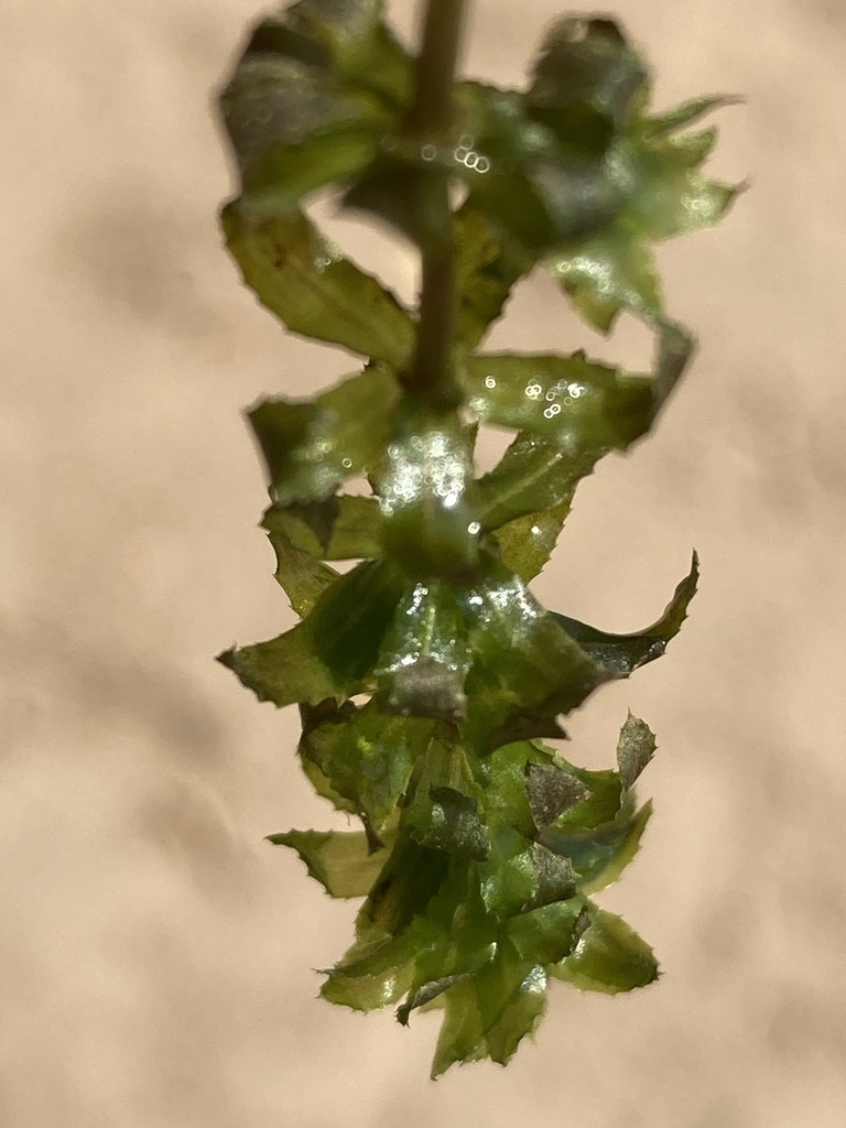 Hydrilla verticillata — foliage photograph